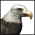 baldeagle1_searching_mw.gif