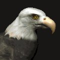 baldeagle1_searching_mc.gif