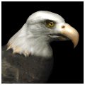 baldeagle1_searching_mb.gif