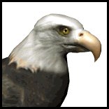 baldeagle1_searching_lw.gif