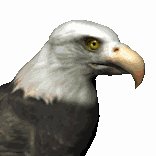 baldeagle1_searching_lc.gif