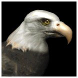 baldeagle1_searching_lb.gif