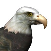 baldeagle1_searching_hr.jpg