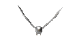 white_dove_graceful_fly_mc.gif