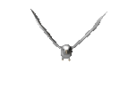 white_dove_graceful_fly_lc.gif