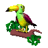tropical_flap_sc.gif
