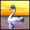 swan_swim_mw.gif
