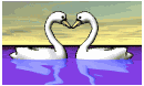 swan_heart_lb.gif