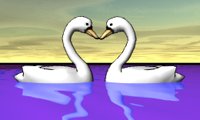 swan_heart_hr.jpg