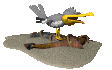 seagull_screaming_sc.gif