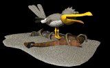 seagull_screaming_mb.gif