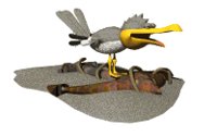 seagull_screaming_lw.gif