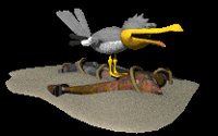 seagull_screaming_lc.gif