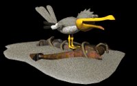 seagull_screaming_lb.gif