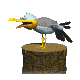seagull_scream_sc.gif