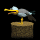 seagull_scream_sb.gif