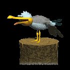 seagull_scream_lc.gif