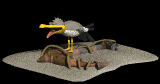 seagull_panting_mb.gif