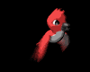 red_parakeet_mb.gif