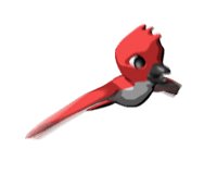 red_parakeet_hr.jpg