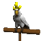 parrot_white_sc.gif