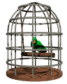 parrot_swinging_cage_mw.gif