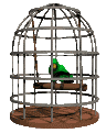 parrot_swinging_cage_mc.gif