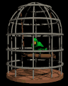 parrot_swinging_cage_mb.gif