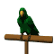 parrot_green_sw.gif