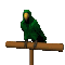 parrot_green_sc.gif