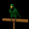 parrot_green_mb.gif