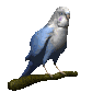 parakeet_blinking_sc.gif