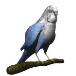 parakeet_blinking_lw.gif