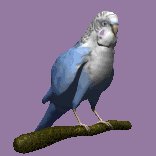 parakeet_blinking_lc.gif