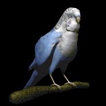 parakeet_blinking_lb.gif