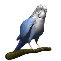 parakeet_blinking_hr.jpg