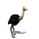 ostrich_running_sw.gif