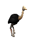 ostrich_running_sc.gif