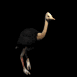 ostrich_running_sb.gif