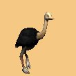 ostrich_running_mc.gif