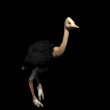 ostrich_running_mb.gif