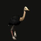 ostrich_running_lc.gif