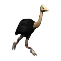 ostrich_running_hr.jpg