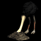 ostrich_headburried_sb.gif
