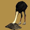 ostrich_headburried_mc.gif