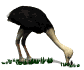 ostrich_fastfood_sw.gif