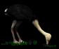 ostrich_fastfood_sb.gif