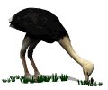 ostrich_fastfood_mw.gif