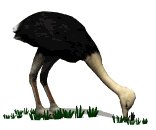 ostrich_fastfood_lw.gif