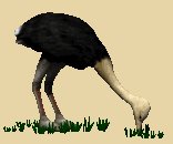 ostrich_fastfood_lc.gif